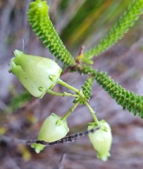 Erica urna-viridis
