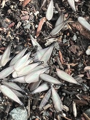 Reticulitermes hesperus