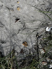 Porifera