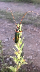 Stenaspis verticalis