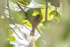 Tachyphonus coronatus