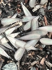 Reticulitermes hesperus