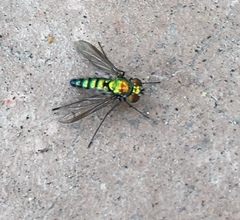 Condylostylus longicornis
