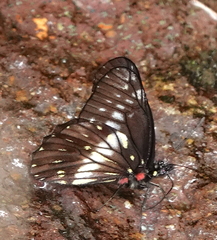 Catasticta flisa flisoides