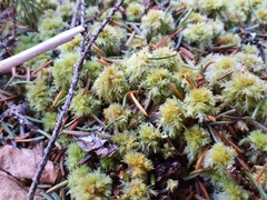Sphagnum strictum