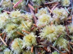 Sphagnum strictum