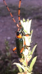 Stenaspis verticalis