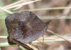 Heteronympha merope