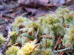 Sphagnum strictum