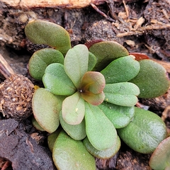 Limonium duriusculum