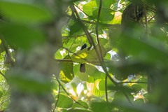 Tachyphonus coronatus