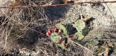Opuntia humifusa