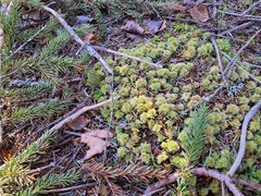 Sphagnum strictum
