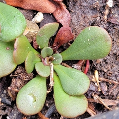 Limonium duriusculum