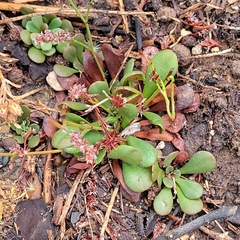 Limonium duriusculum