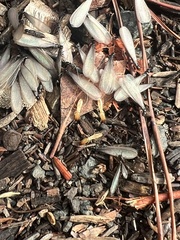 Reticulitermes hesperus