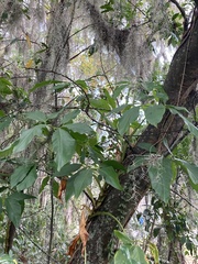 Syngonium podophyllum