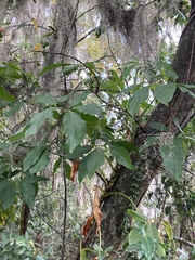 Syngonium podophyllum