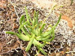 Phemeranthus napiformis