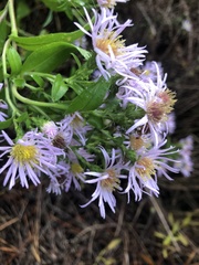 Symphyotrichum elliottii