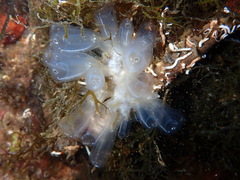 Clavelina oblonga