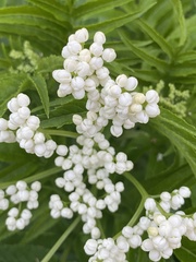 Sambucus gaudichaudiana