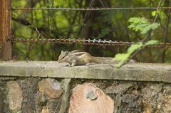 Funambulus pennantii