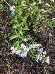 Symphyotrichum elliottii