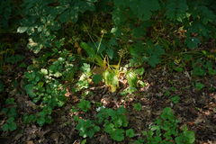 Allium ursinum