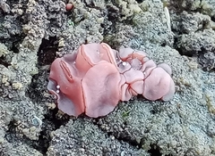 Ascocoryne cylichnium