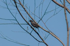 Molothrus bonariensis