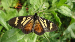 Actinote thalia pyrrha