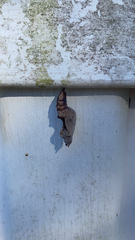 Doleschallia bisaltide