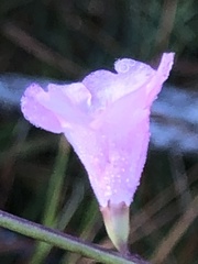 Agalinis aphylla