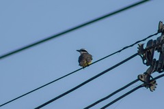 Pitangus sulphuratus