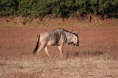 Connochaetes taurinus cooksoni