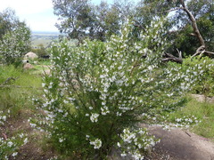 Prostanthera nivea