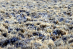 Oreopholus ruficollis