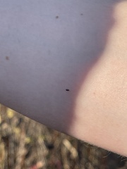 Anthocoridae