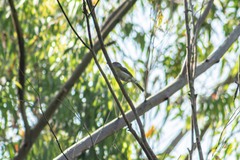 Cyclarhis gujanensis