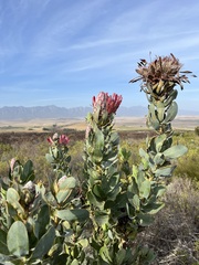 Protea eximia