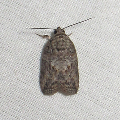 Garella nilotica