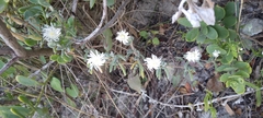 Drosanthemum calycinum