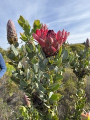 Protea eximia