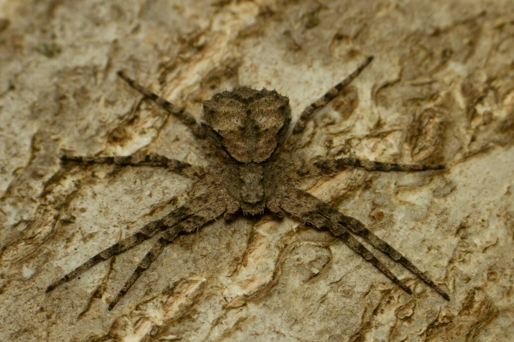 Fageia moschata