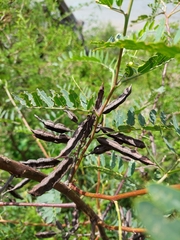 Sesbania virgata