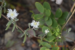 Drosanthemum calycinum