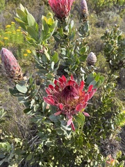Protea eximia