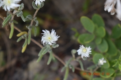 Drosanthemum calycinum
