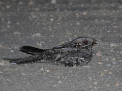 Caprimulgus ruficollis
